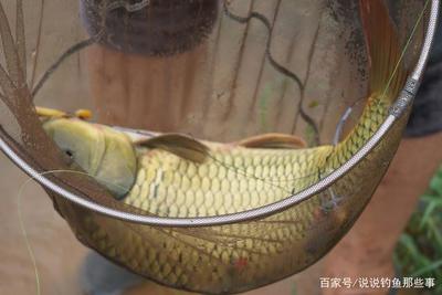 行者野釣營潘家口水庫活動(dòng)紀(jì)實(shí) 山水之間，尋一份野趣與寧靜